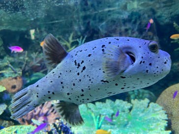 サンシャイン水族館に投稿された画像（2022/5/3）