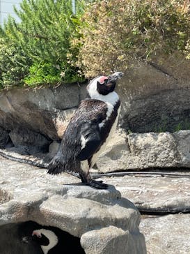 サンシャイン水族館に投稿された画像（2022/5/3）