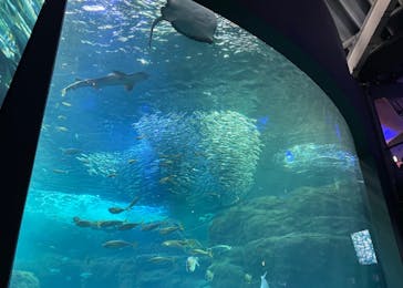 新江ノ島水族館に投稿された画像（2022/5/3）