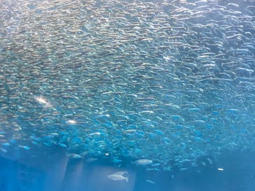 名古屋港水族館に投稿された画像（2022/5/3）