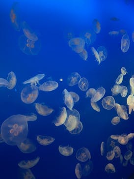 新江ノ島水族館に投稿された画像（2022/5/3）