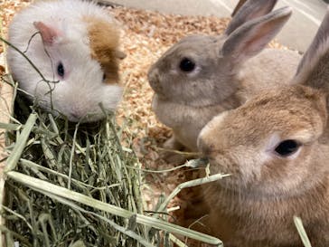 Moff animal world MARK IS みなとみらい店に投稿された画像（2022/5/3）