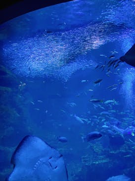 京都鉄道博物館×京都水族館に投稿された画像（2022/5/3）