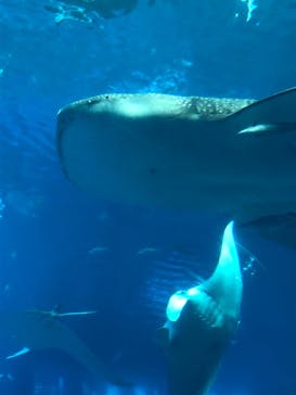沖縄美ら海水族館に投稿された画像（2022/5/3）