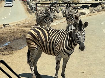 群馬サファリパークに投稿された画像（2022/5/3）