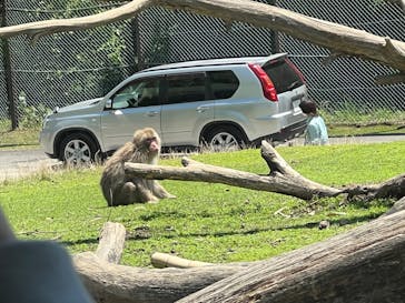 群馬サファリパークに投稿された画像（2022/5/3）
