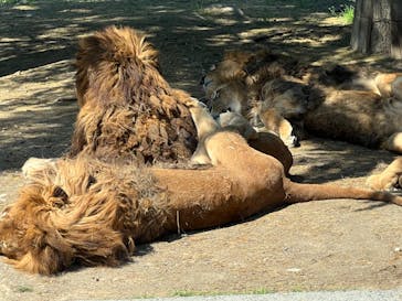 群馬サファリパークに投稿された画像（2022/5/3）