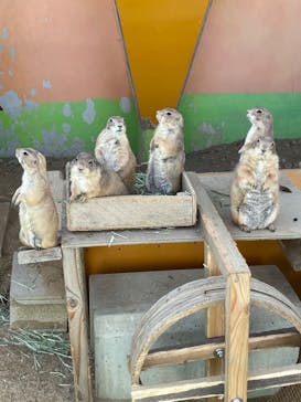 淡路ファームパーク イングランドの丘に投稿された画像（2022/5/3）