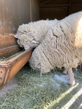 淡路ファームパーク イングランドの丘に投稿された画像（2022/5/3）