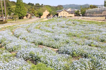 淡路ファームパーク イングランドの丘に投稿された画像（2022/5/3）