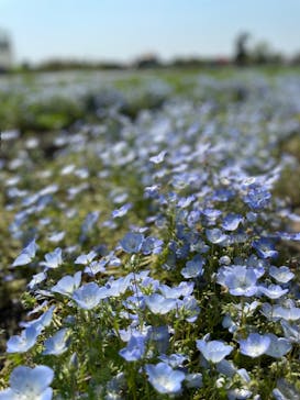 淡路ファームパーク イングランドの丘に投稿された画像（2022/5/3）