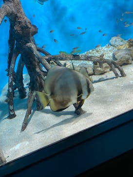 サンシャイン水族館に投稿された画像（2022/5/3）