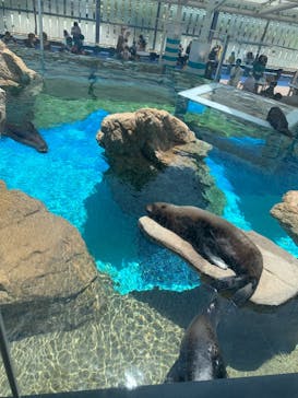 京都水族館に投稿された画像（2022/5/3）