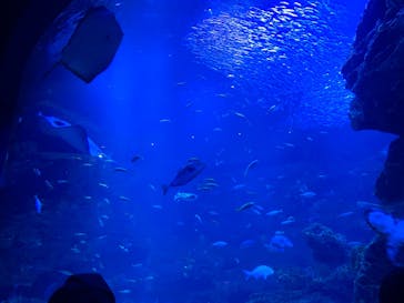 京都水族館に投稿された画像（2022/5/3）