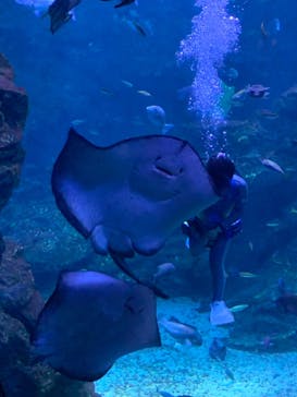 京都水族館に投稿された画像（2022/5/3）