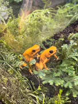 カワスイ 川崎⽔族館に投稿された画像（2022/5/3）