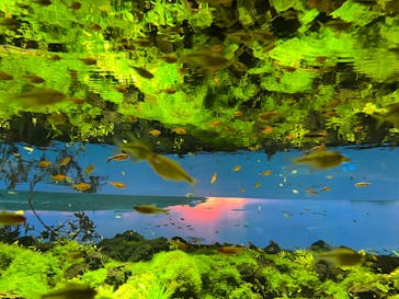 カワスイ 川崎⽔族館に投稿された画像（2022/5/3）