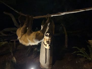 カワスイ 川崎⽔族館に投稿された画像（2022/5/3）