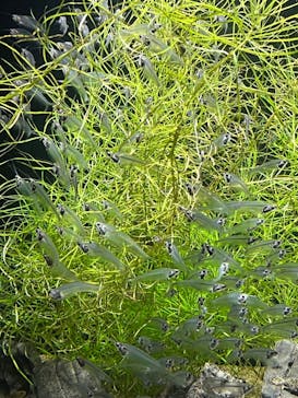 カワスイ 川崎⽔族館に投稿された画像（2022/5/3）