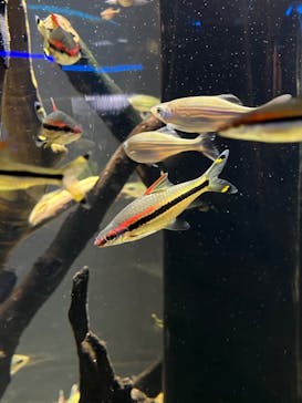 カワスイ 川崎⽔族館に投稿された画像（2022/5/3）