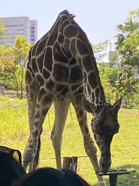 天王寺動物園に投稿された画像（2022/5/3）