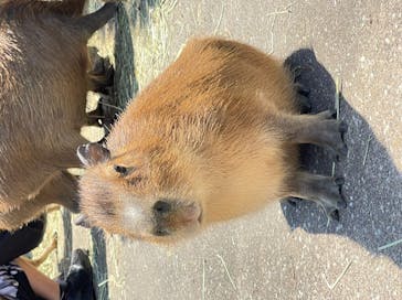 伊豆アニマルキングダムに投稿された画像（2022/5/3）