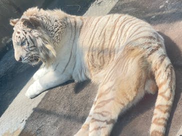 伊豆アニマルキングダムに投稿された画像（2022/5/3）