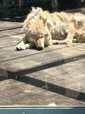 天王寺動物園に投稿された画像（2022/5/3）