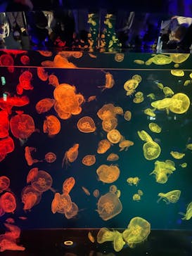 名古屋港水族館に投稿された画像（2022/5/3）