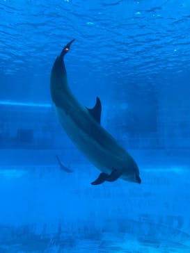 名古屋港水族館に投稿された画像（2022/5/3）