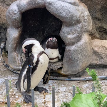 サンシャイン水族館に投稿された画像（2022/5/3）