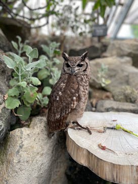 伊豆シャボテン動物公園に投稿された画像（2022/5/3）