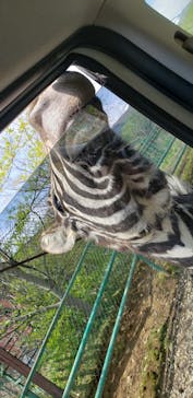 東北サファリパークに投稿された画像（2022/5/3）