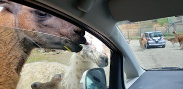 東北サファリパークに投稿された画像（2022/5/3）