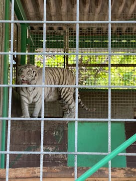 しろとり動物園に投稿された画像（2022/5/3）