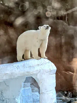 天王寺動物園に投稿された画像（2022/5/3）