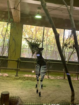 よこはま動物園ズーラシアに投稿された画像（2022/5/3）