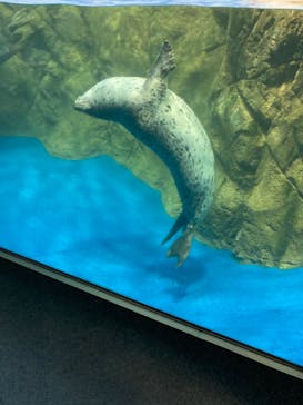 新江ノ島水族館に投稿された画像（2022/5/3）