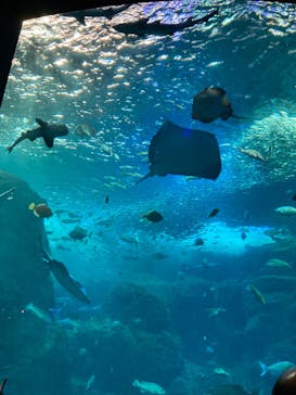 新江ノ島水族館に投稿された画像（2022/5/3）
