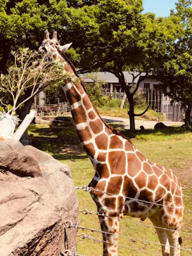 天王寺動物園に投稿された画像（2022/5/3）