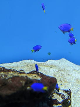 城崎マリンワールドに投稿された画像（2022/5/3）