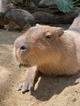 神戸どうぶつ王国に投稿された画像（2022/5/3）