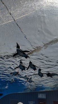 サンシャイン水族館に投稿された画像（2022/5/3）