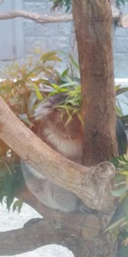 淡路ファームパーク イングランドの丘に投稿された画像（2022/5/3）