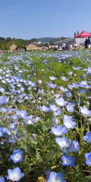 淡路ファームパーク イングランドの丘に投稿された画像（2022/5/3）