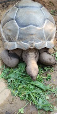 淡路ファームパーク イングランドの丘に投稿された画像（2022/5/3）