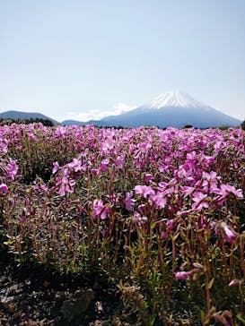 富士芝桜まつり(富士本栖湖リゾート)に投稿された画像（2022/5/3）