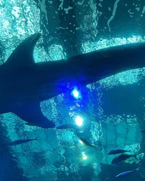 沖縄美ら海水族館に投稿された画像（2022/5/3）