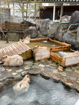 那須どうぶつ王国に投稿された画像（2022/5/4）