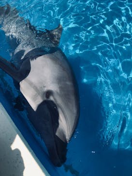 南知多ビーチランド＆南知多おもちゃ王国に投稿された画像（2022/5/4）